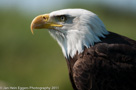 Roofvogels